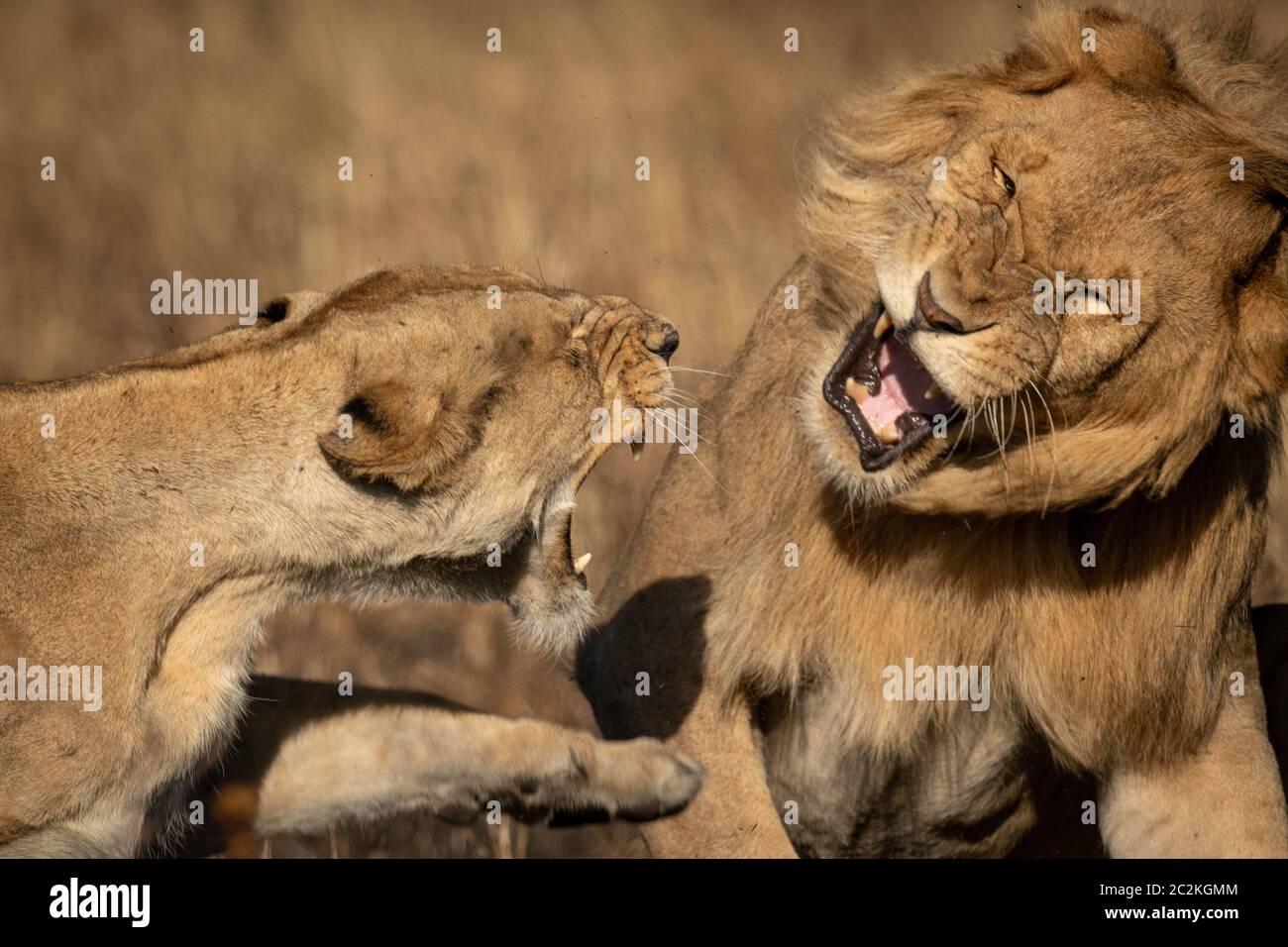 Close-up of lions growling at each other Stock Photo