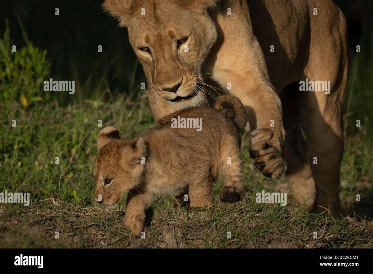 Close-up of lioness trying to trip cub Stock Photo