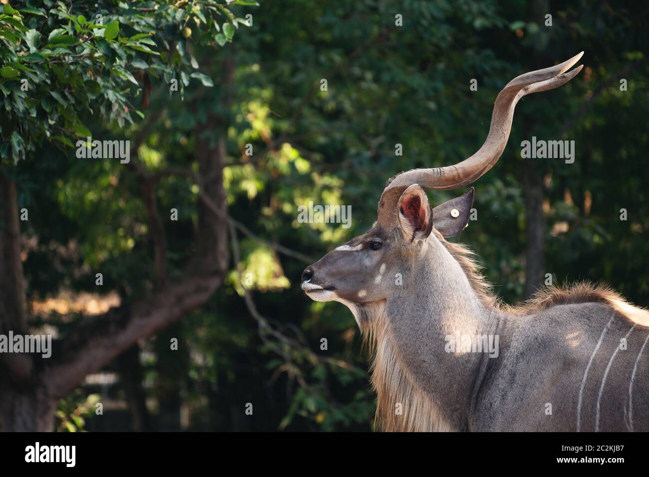 Portrait of male greater kudu antelope (tragelaphus strepsiceros) Stock Photo
