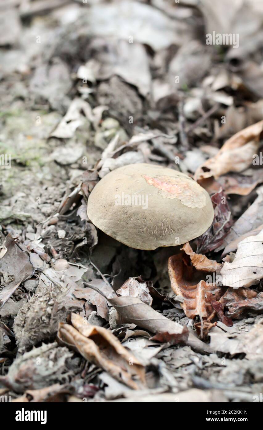 a mushroom in the forest Stock Photo
