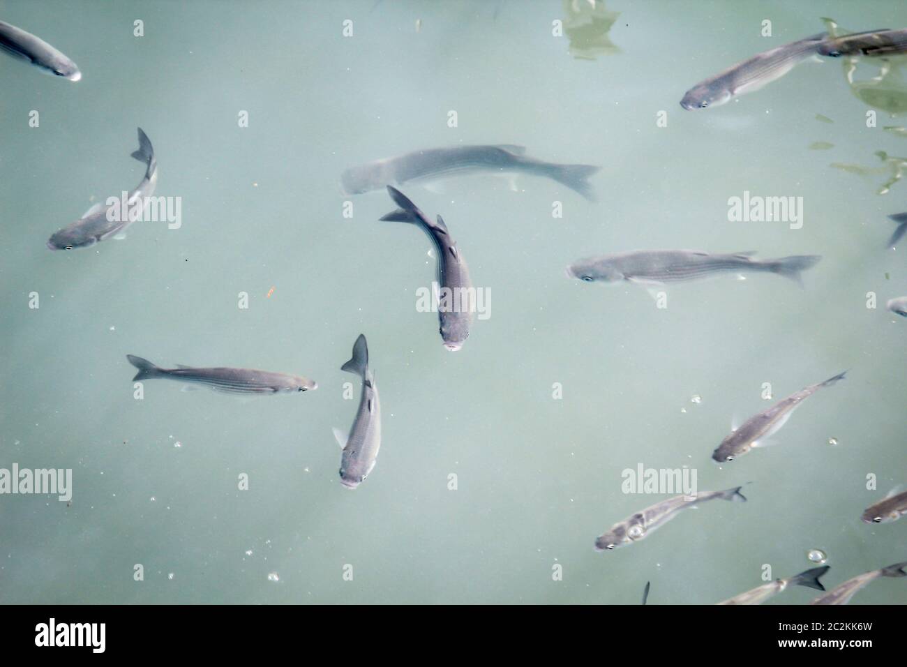 a lot of fish in the water of a harbor basin Stock Photo
