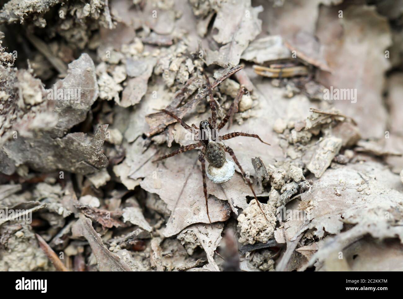 a spider with baby spiders Stock Photo