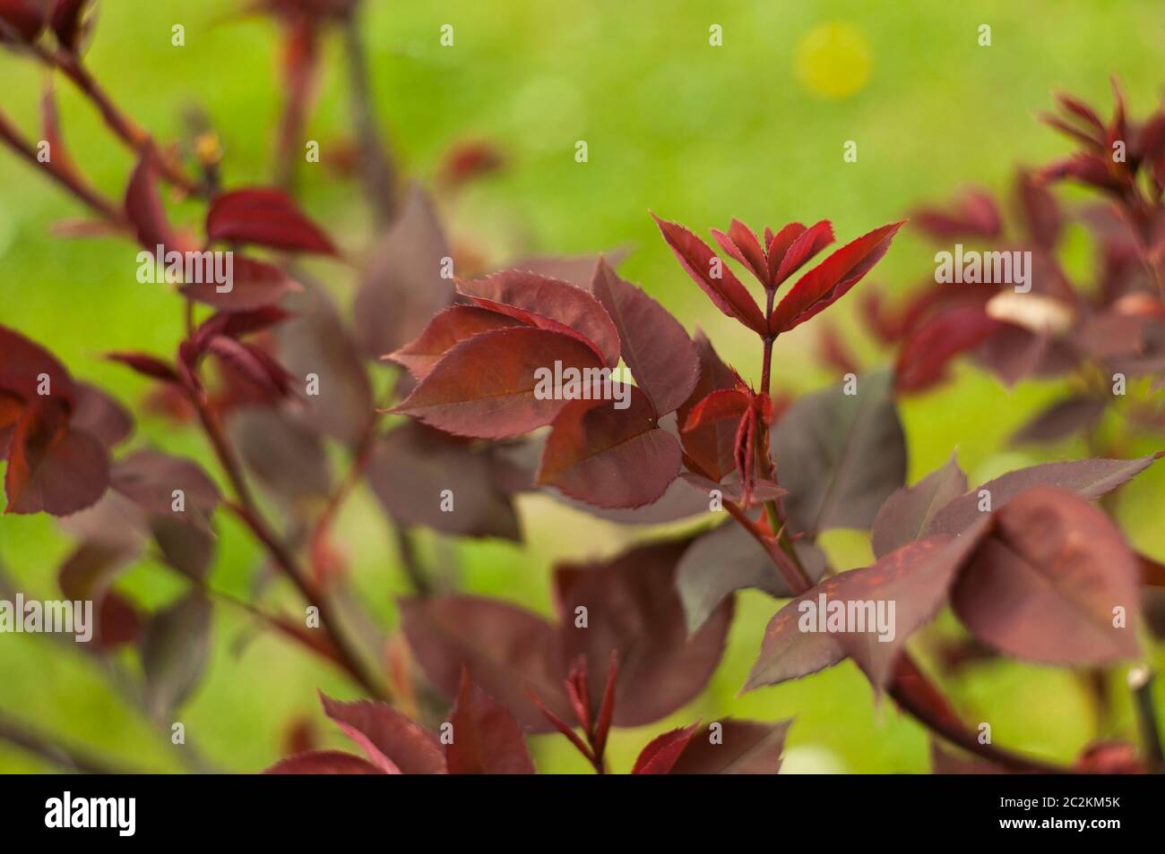 Rosary leaves detail hi-res stock photography and images - Alamy