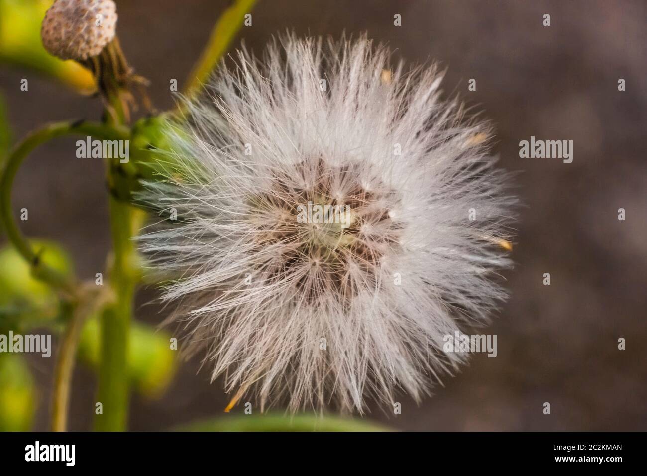 Magnification of a flower of Taraxacum in its phase infructescence. Stock Photo