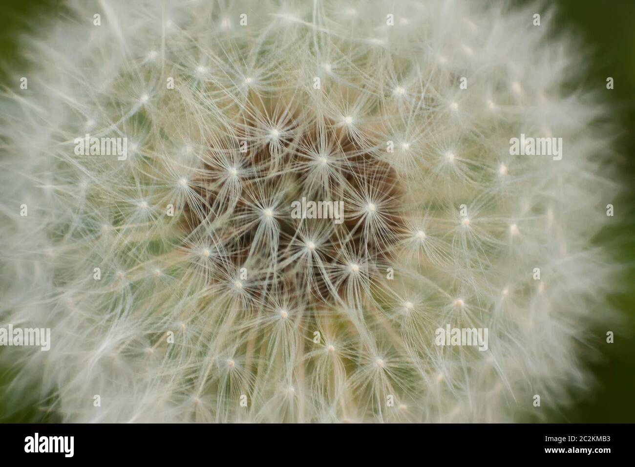 Magnification of a flower of Taraxacum in its phase infructescence. Stock Photo