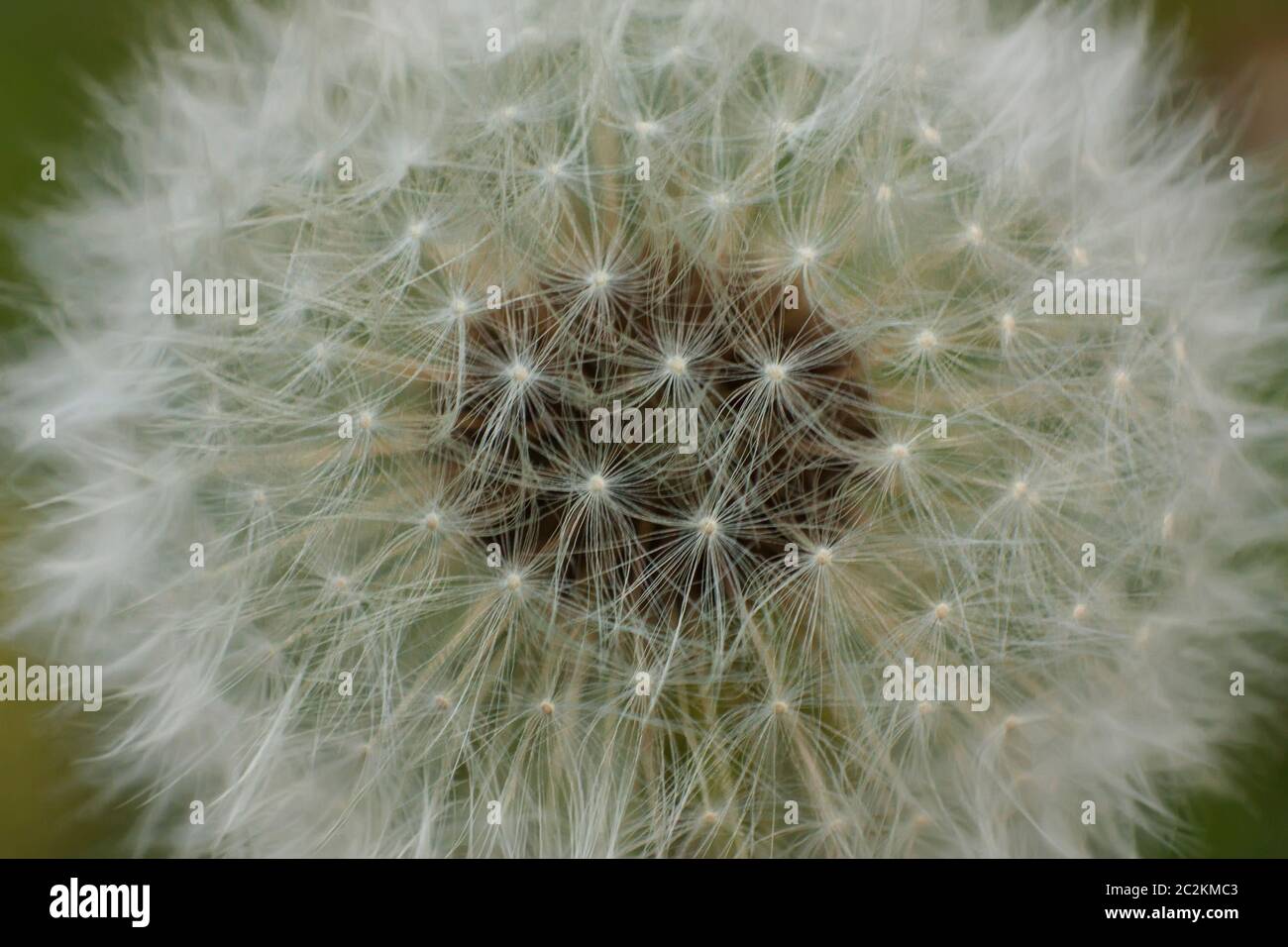 Magnification of a flower of Taraxacum in its phase infructescence. Stock Photo