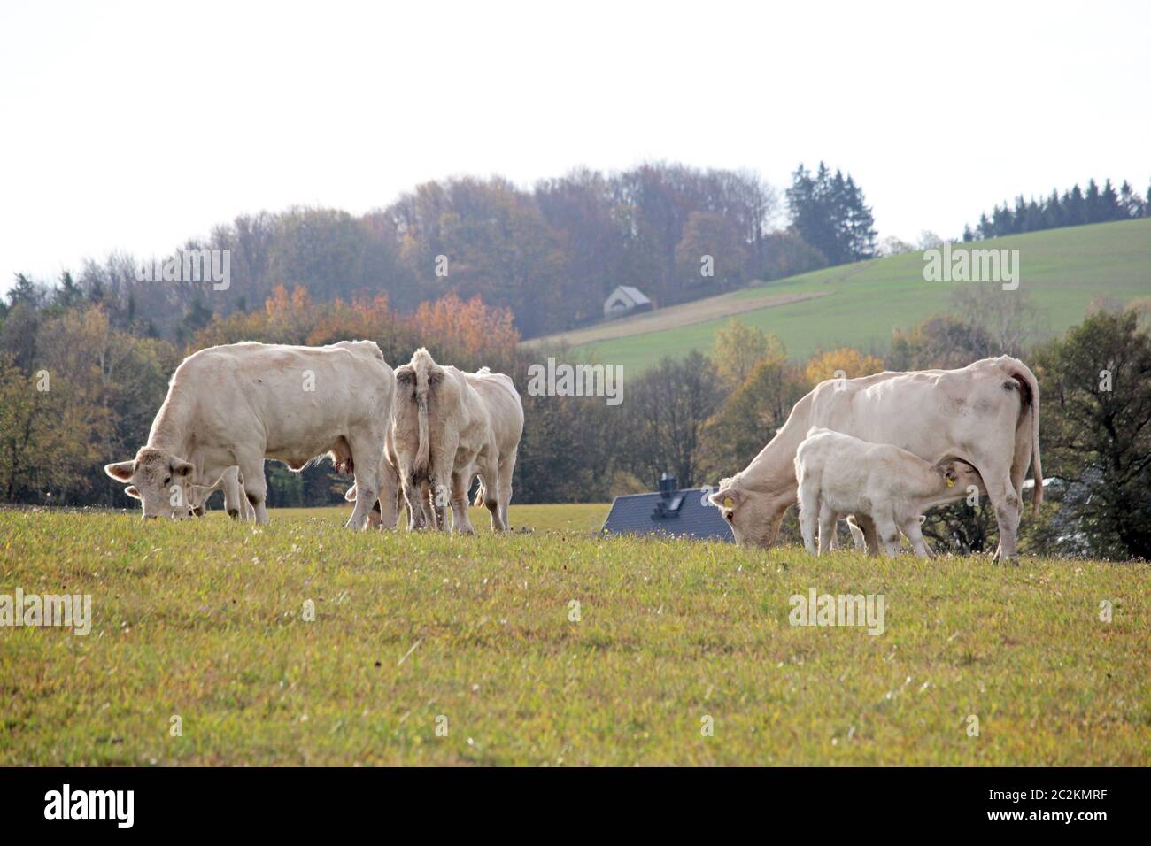 withe cattle Stock Photo