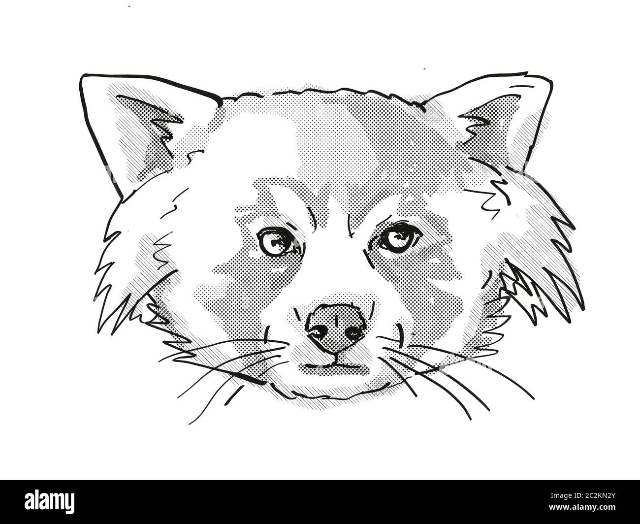 Retro Cartoon Style Drawing Of Head Of A Red Panda A Cat Sized Species Of Carnivorous Mammal And An Endangered Wildlife Species On Isolated White Bac Stock Photo Alamy