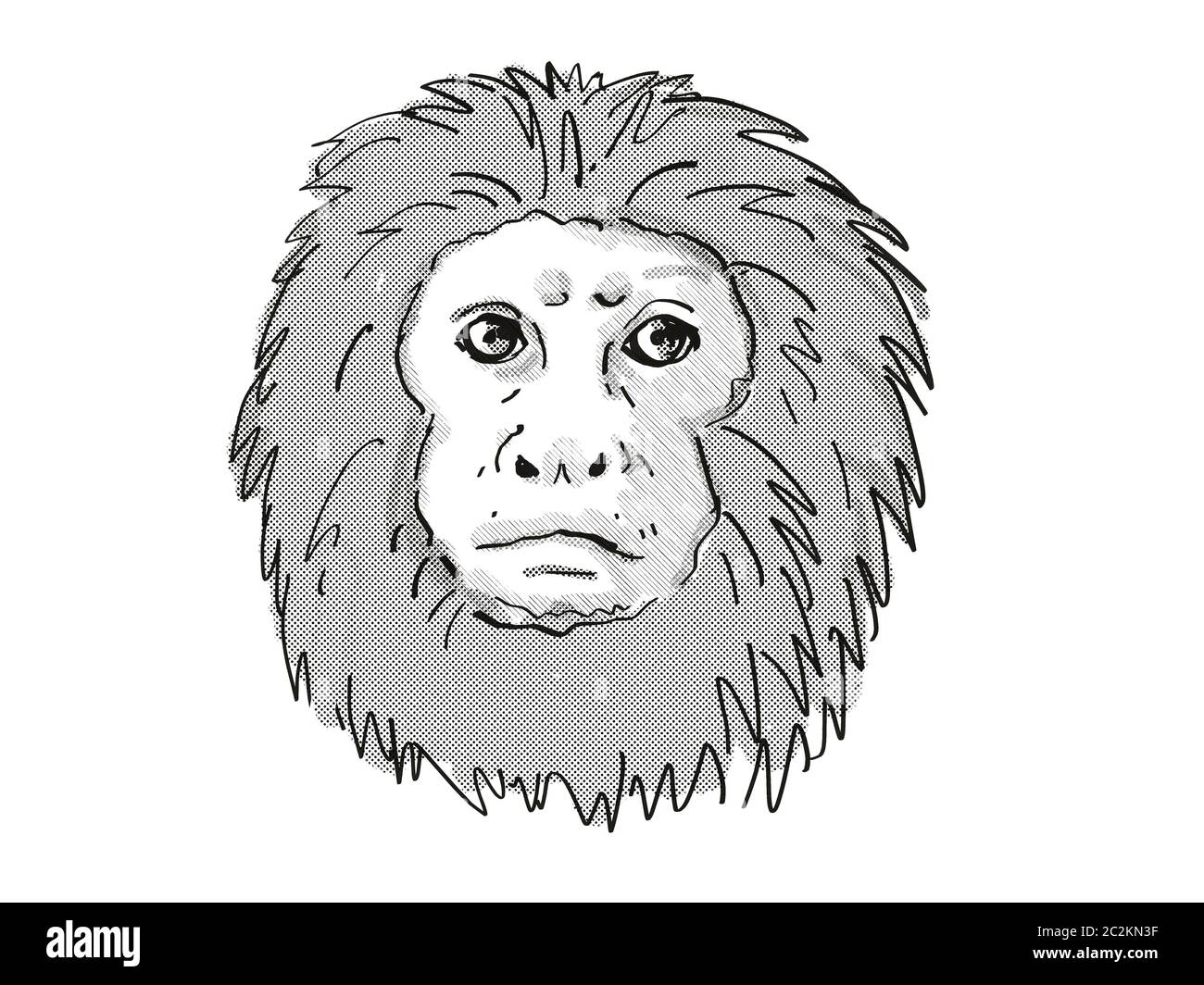 Golden lion tamarin Cut Out Stock Images & Pictures - Alamy