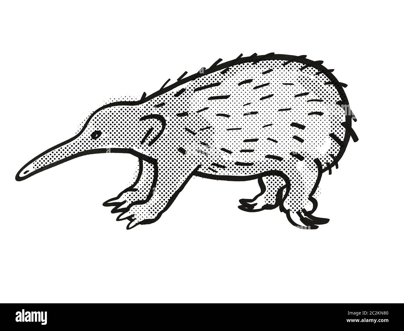 Retro cartoon mono line style drawing of a Western Long-beaked Echidna, an endangered wildlife species on isolated white background done in black and Stock Photo