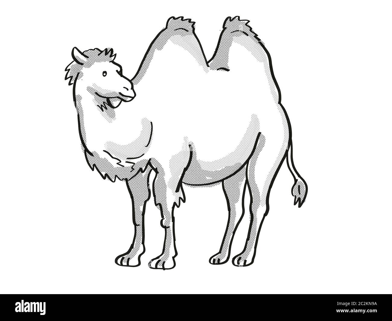 Retro cartoon mono line style drawing of a Bactrian Camel or ...