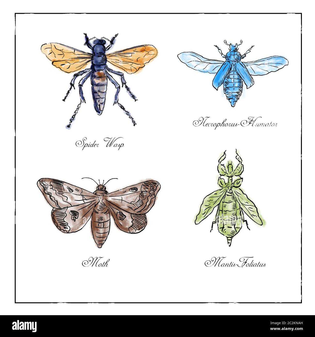 Vintage drawing illustration of a collection of insects like the Spider Wasp, Moth, Necrophorus Humator beetle, Mantis Foliatus in full color on isola Stock Photo