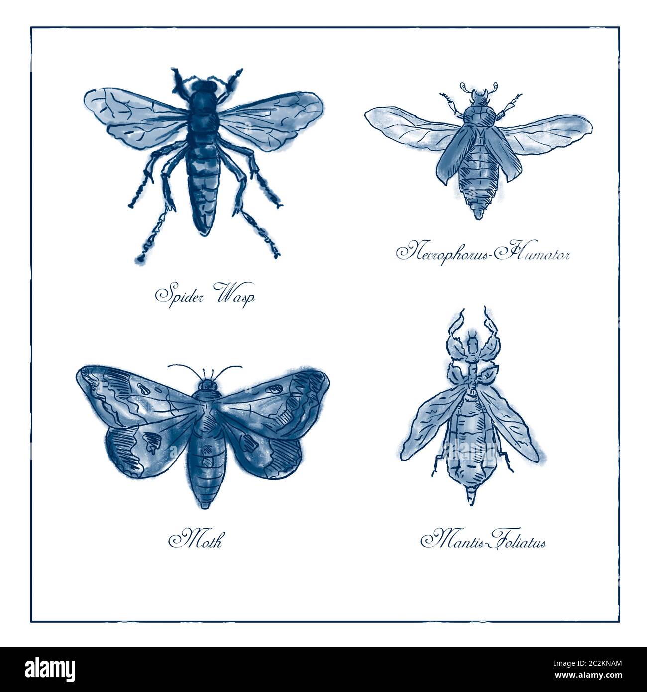 Vintage drawing illustration of a collection of insects like the Spider Wasp, Moth, Necrophorus Humator beetle, Mantis Foliatus in blue duotone on iso Stock Photo