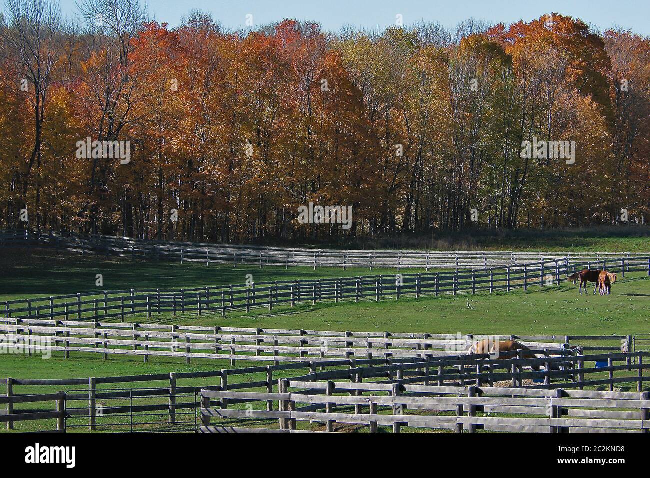 Horse farm with fence and autumn leaf color. Stock Photo
