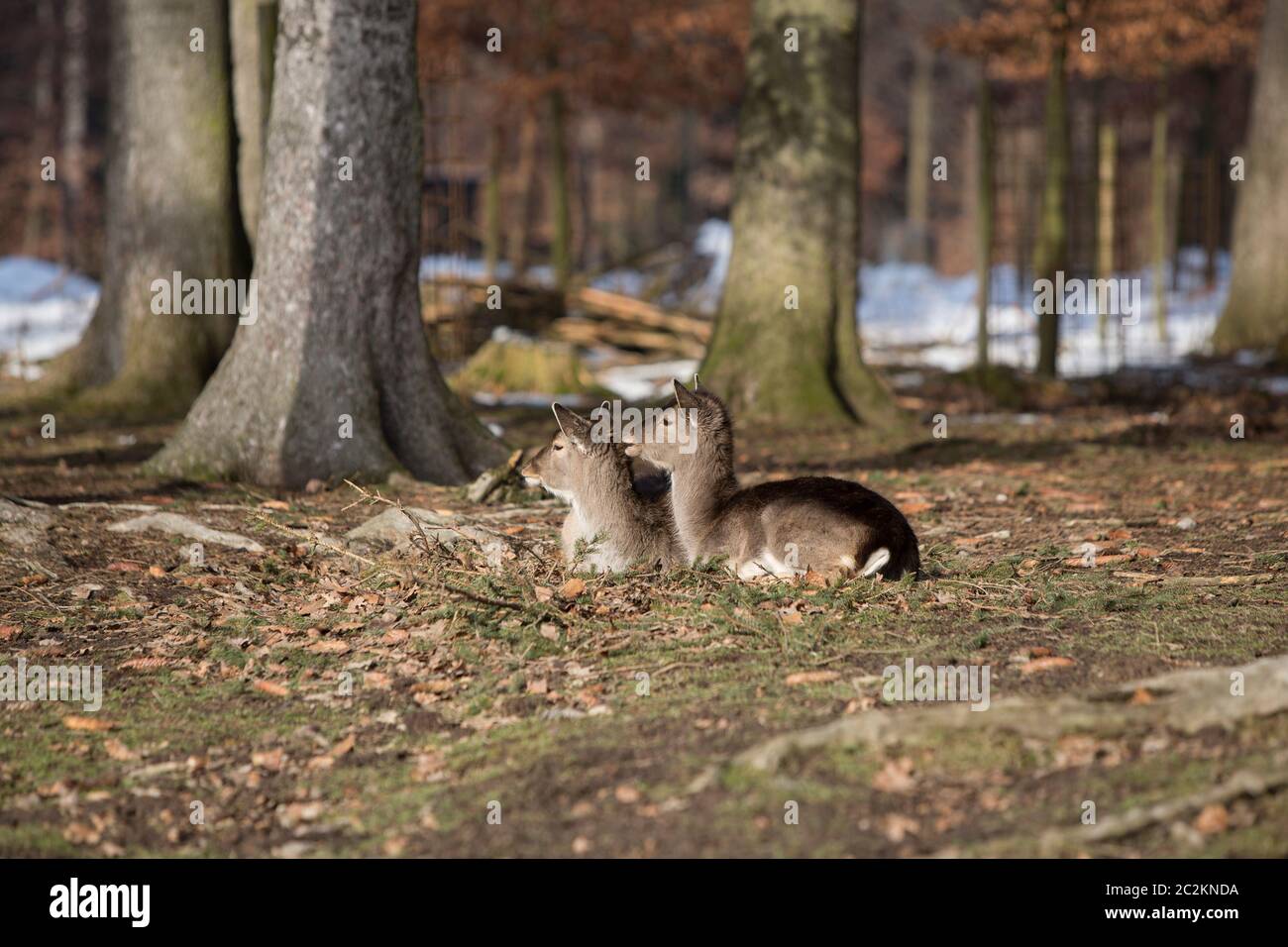 Two young roe deer in a snowy forest Stock Photo - Alamy