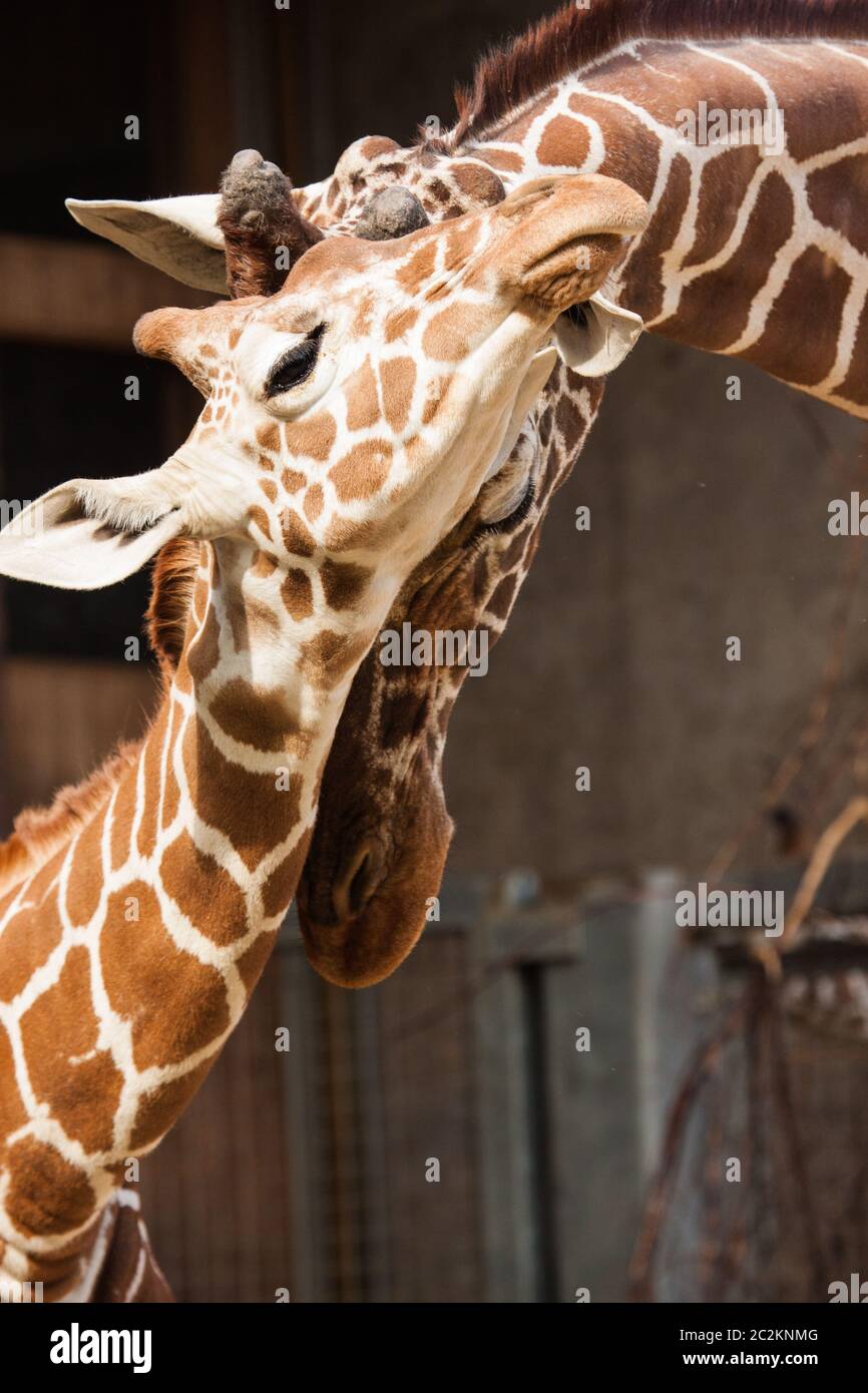 Rothschild giraffe (Giraffa camelopardalis rothschildi) in a Zoo Stock ...