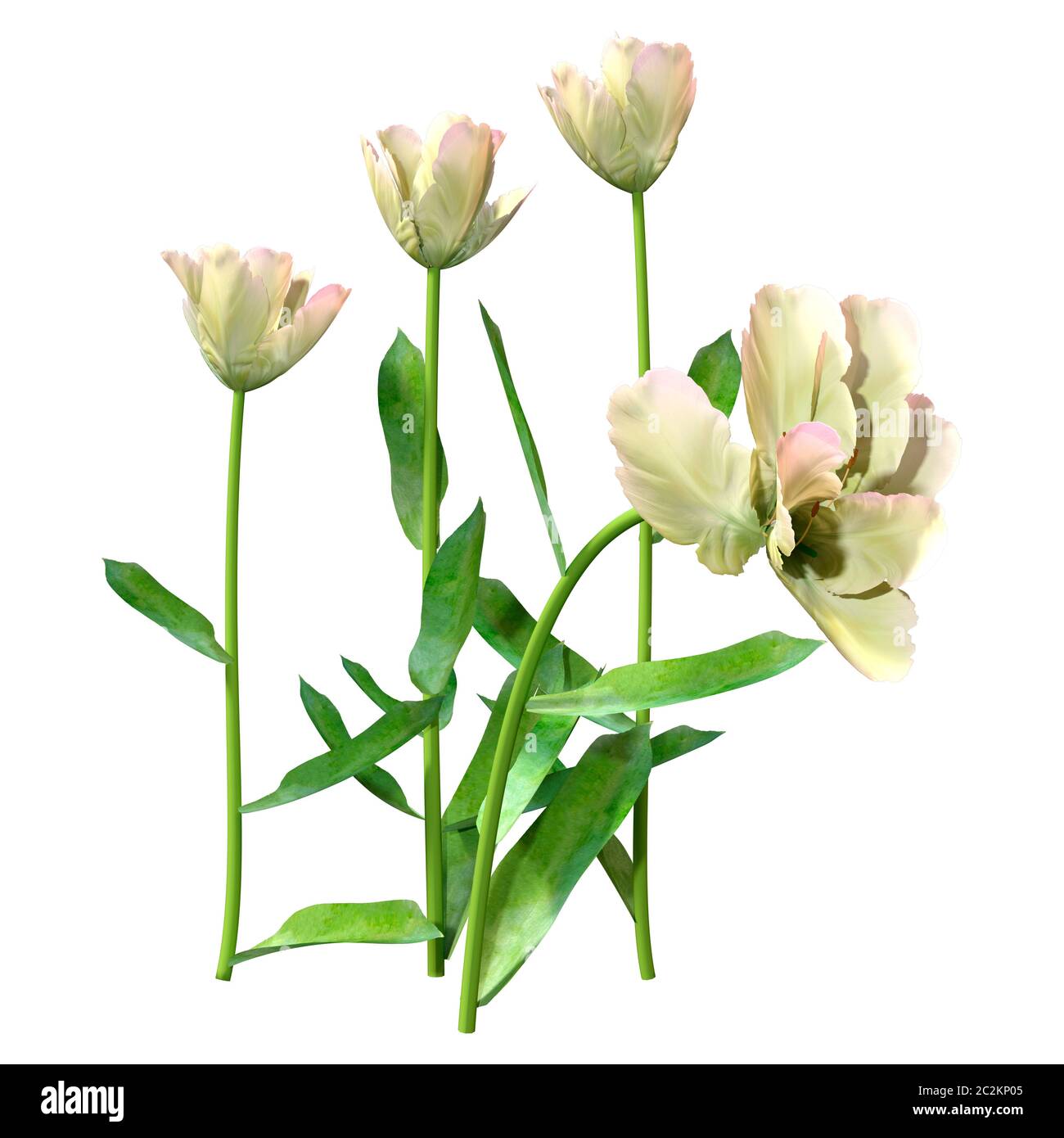 3D illustration of tulip flowers isolated on white background Stock ...