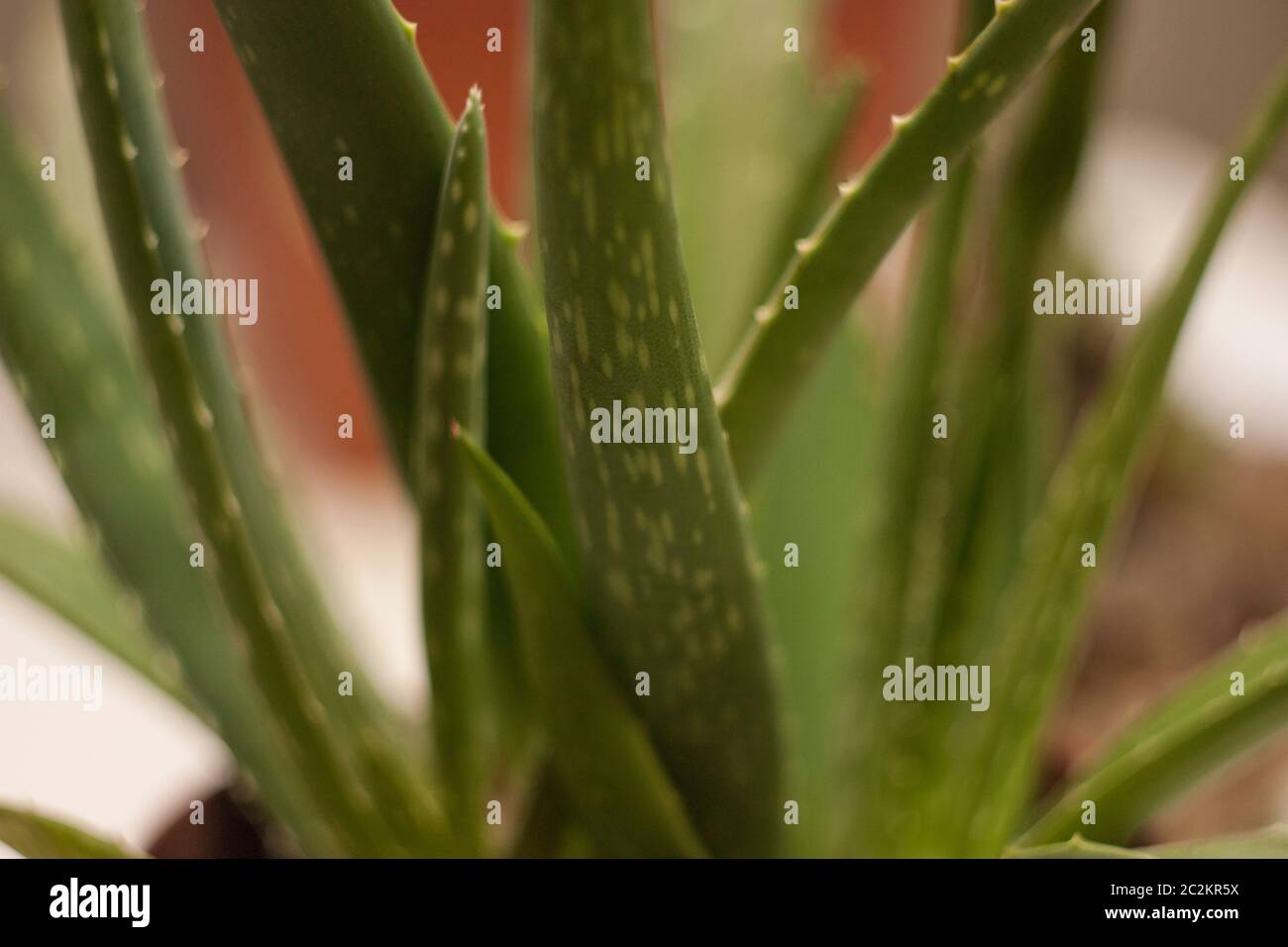 Detail of a leaf of the Aloe plant. An extraordinary plant and a thousand properties. Stock Photo