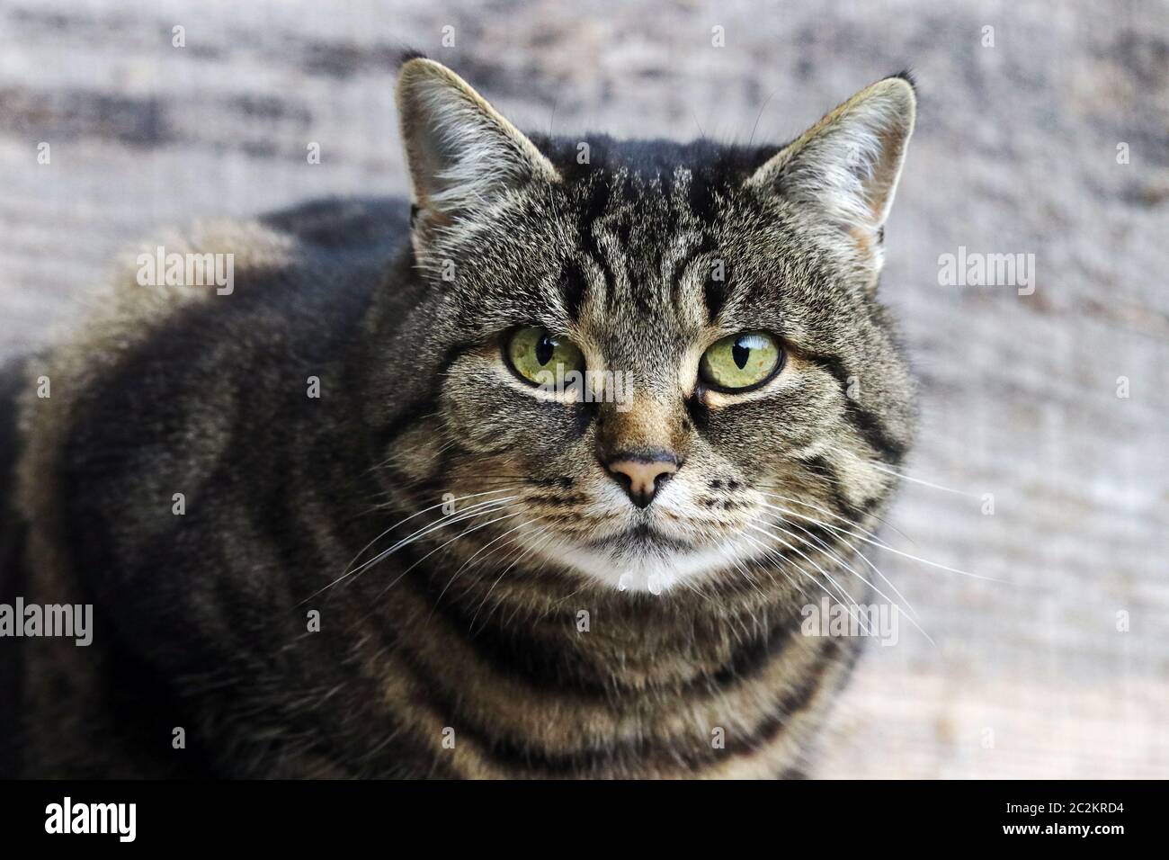 Close-up of the face of a pretty brown-black cat Stock Photo