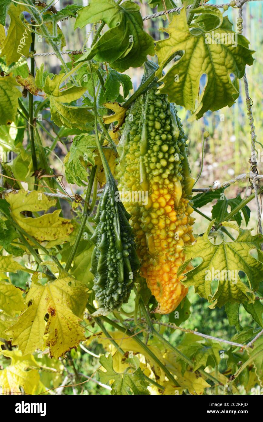 Large Ripening Bitter Melon Turning Yellow Growing On Vine Next To Small Green Fruit Stock Photo Alamy