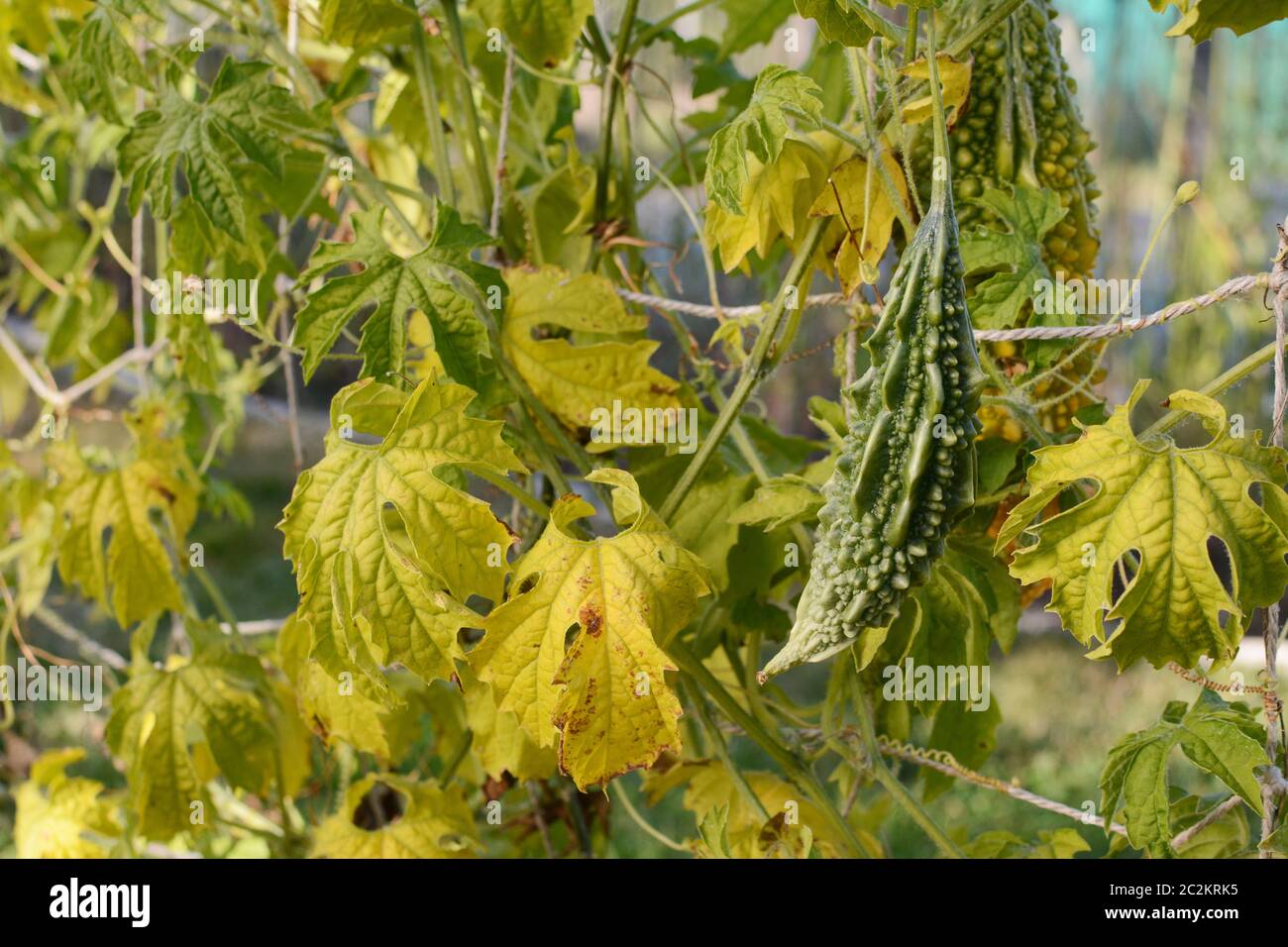 Green bitter gourd with deep ridges on a vine with yellowing leaves in