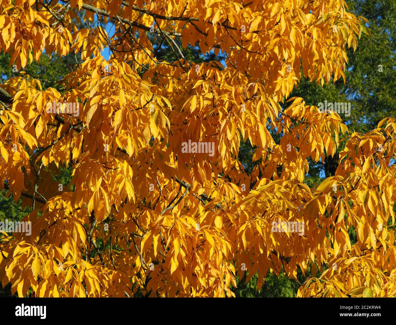 Stunning bright yellow foliage on braches of the shagbark hickory tree, Carya ovata, in autumn Stock Photo
