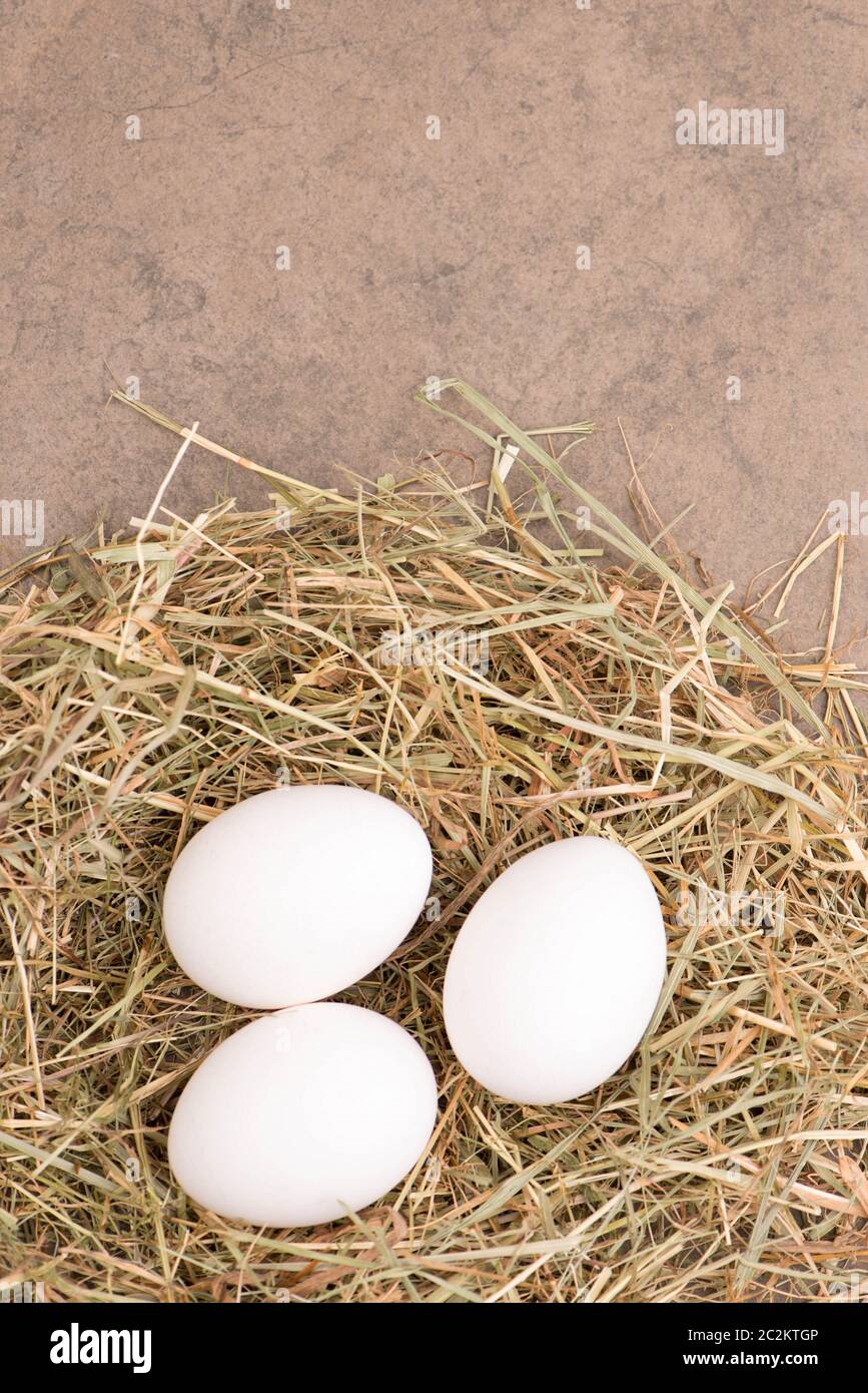 White chicken eggs in a hay nest on a brown textured background, empty ...