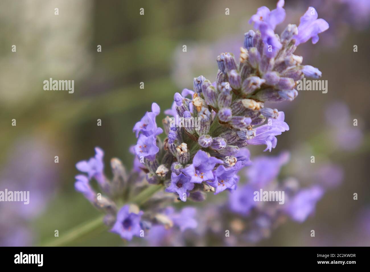 Lavender flower in a fantastic detail with macro shot, where you can see all the smallest details of this fragrant flower. Stock Photo