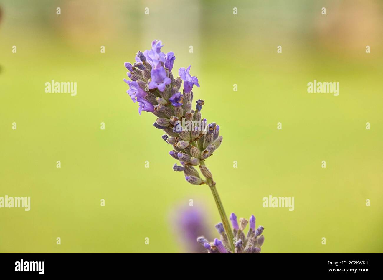 Detail of lavender plant flower with macro shot on yellow background. Stock Photo
