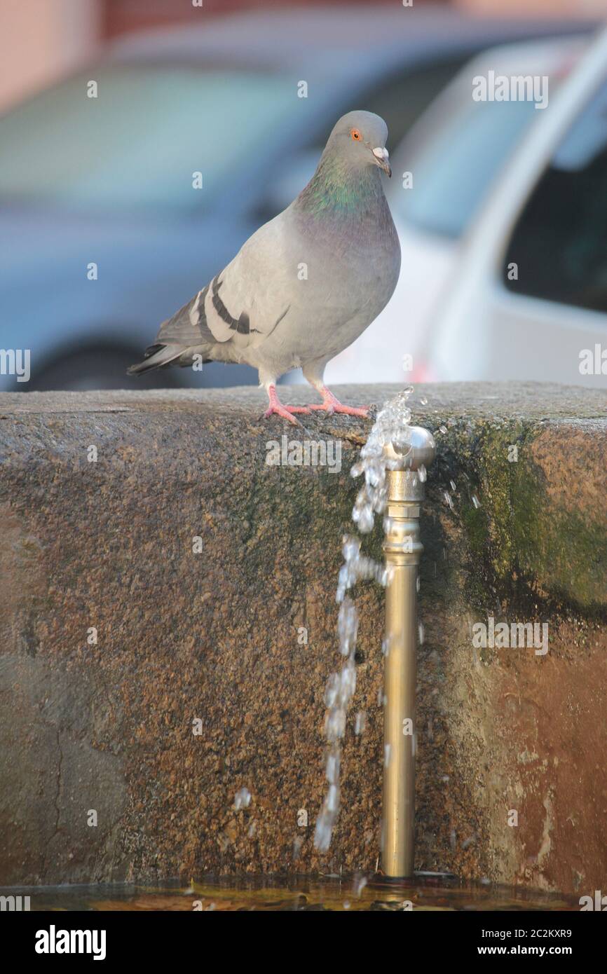 Pigeon at the fountain Stock Photo