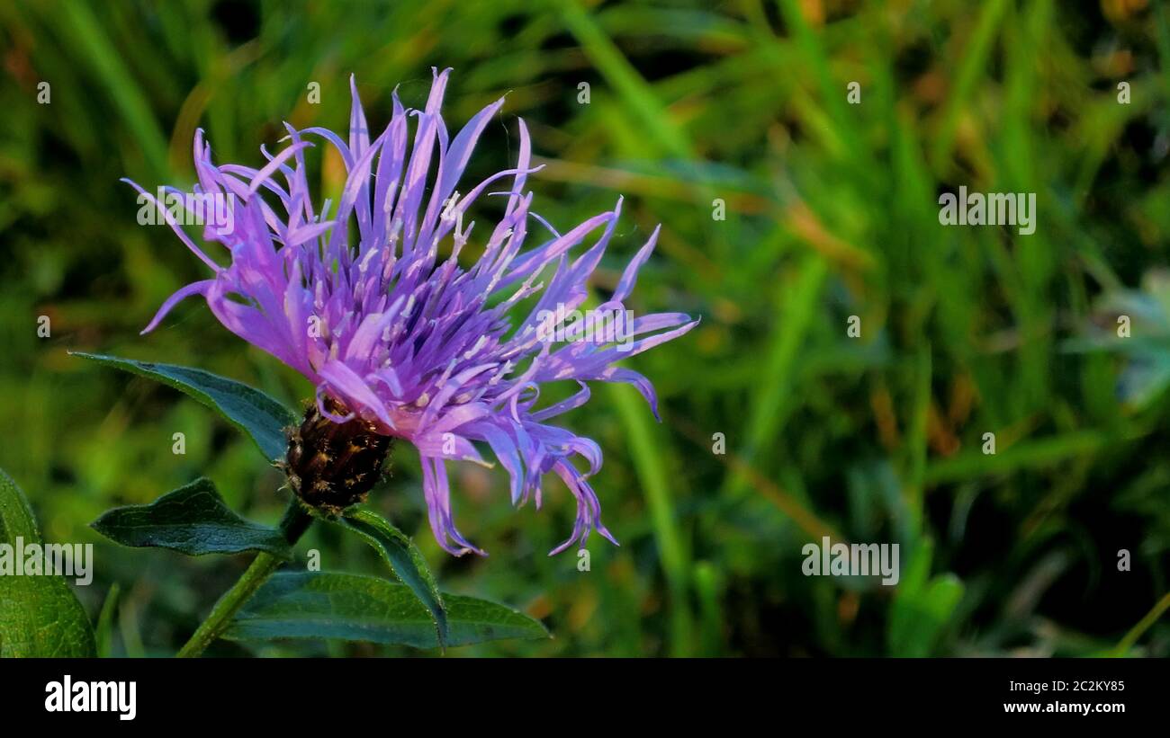 Small purple mountain flower in a green meadow in autumn time. Stock Photo