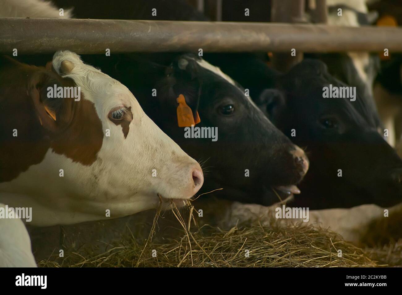 Three cows breeding while eating hay stuffed in their fence while ...