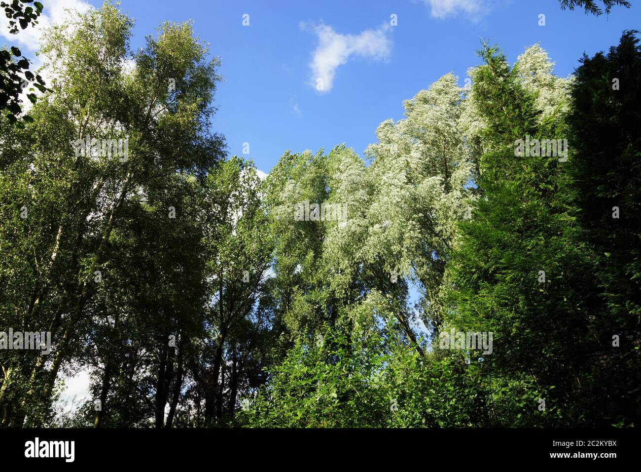Rare giant trees under blue sky in summer Stock Photo - Alamy