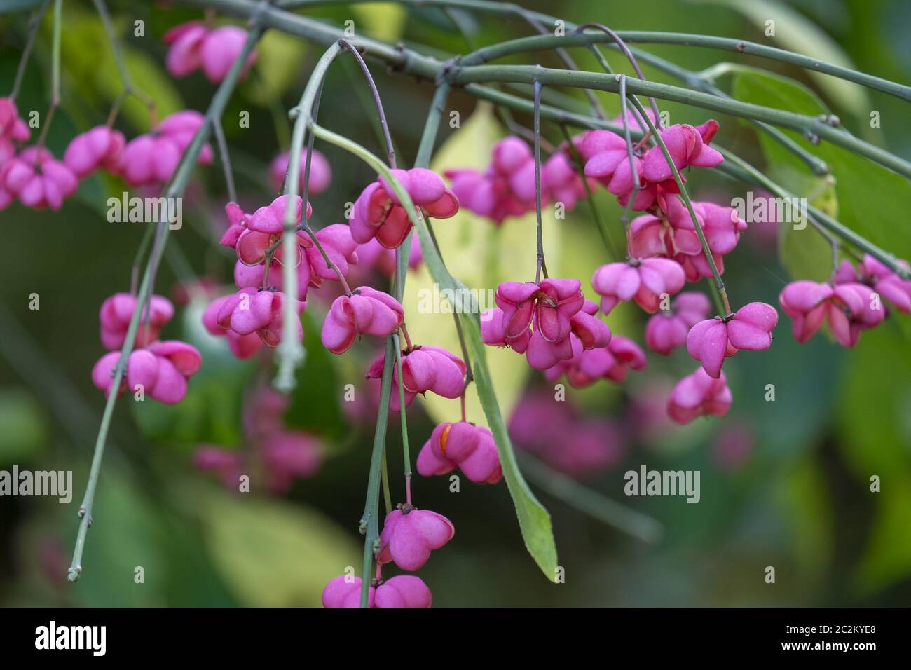 Common spindle shrub (Euonymus europaeus Stock Photo Alamy