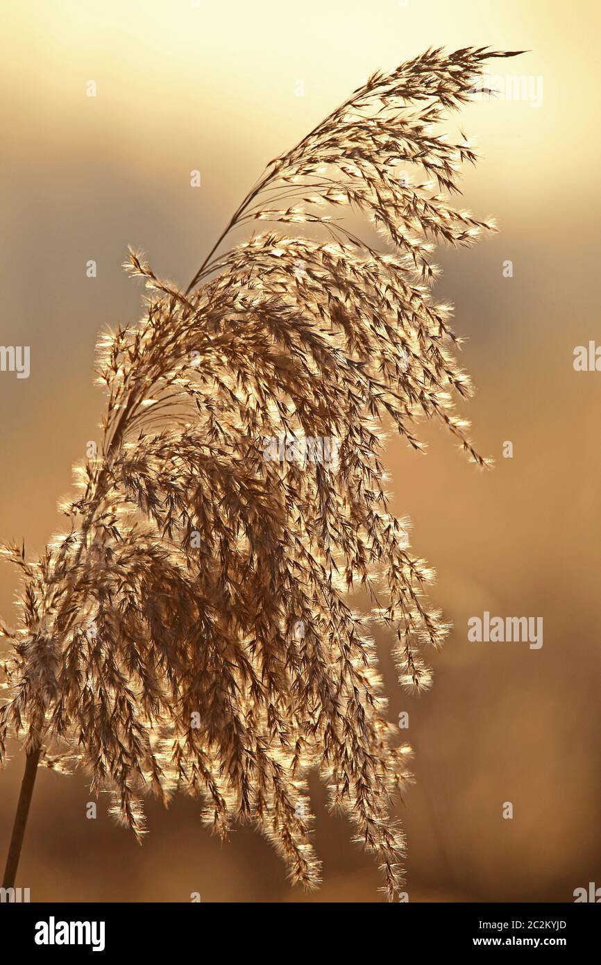 Reeds in the evening light Stock Photo