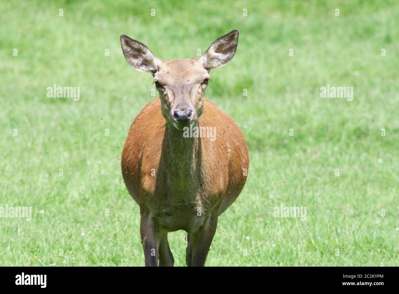 a female red deer on a green field Stock Photo