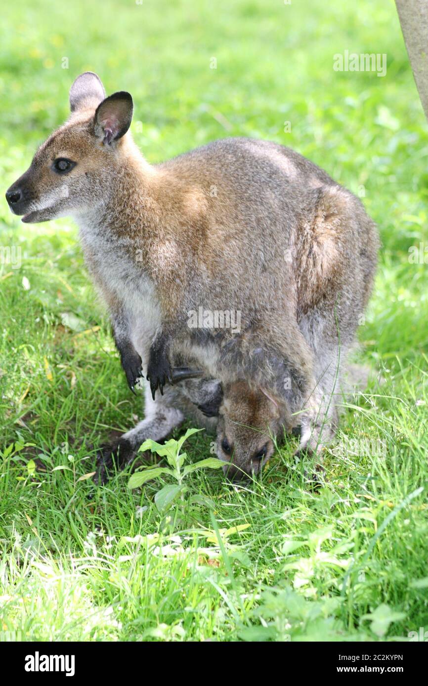 a Kangaroo female with pup in a bag Stock Photo