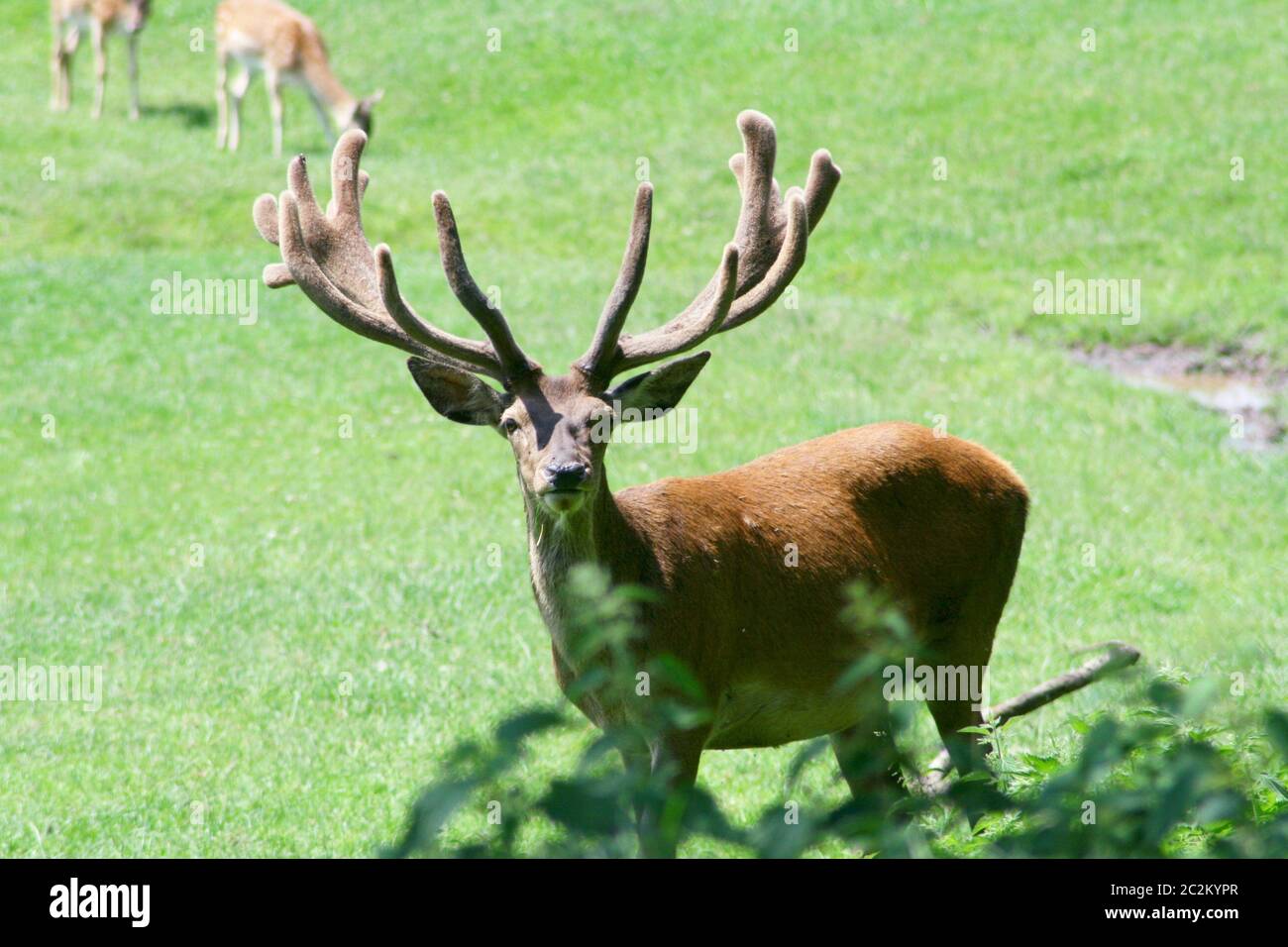 An imposing red deer bull's antlers in velvet Stock Photo