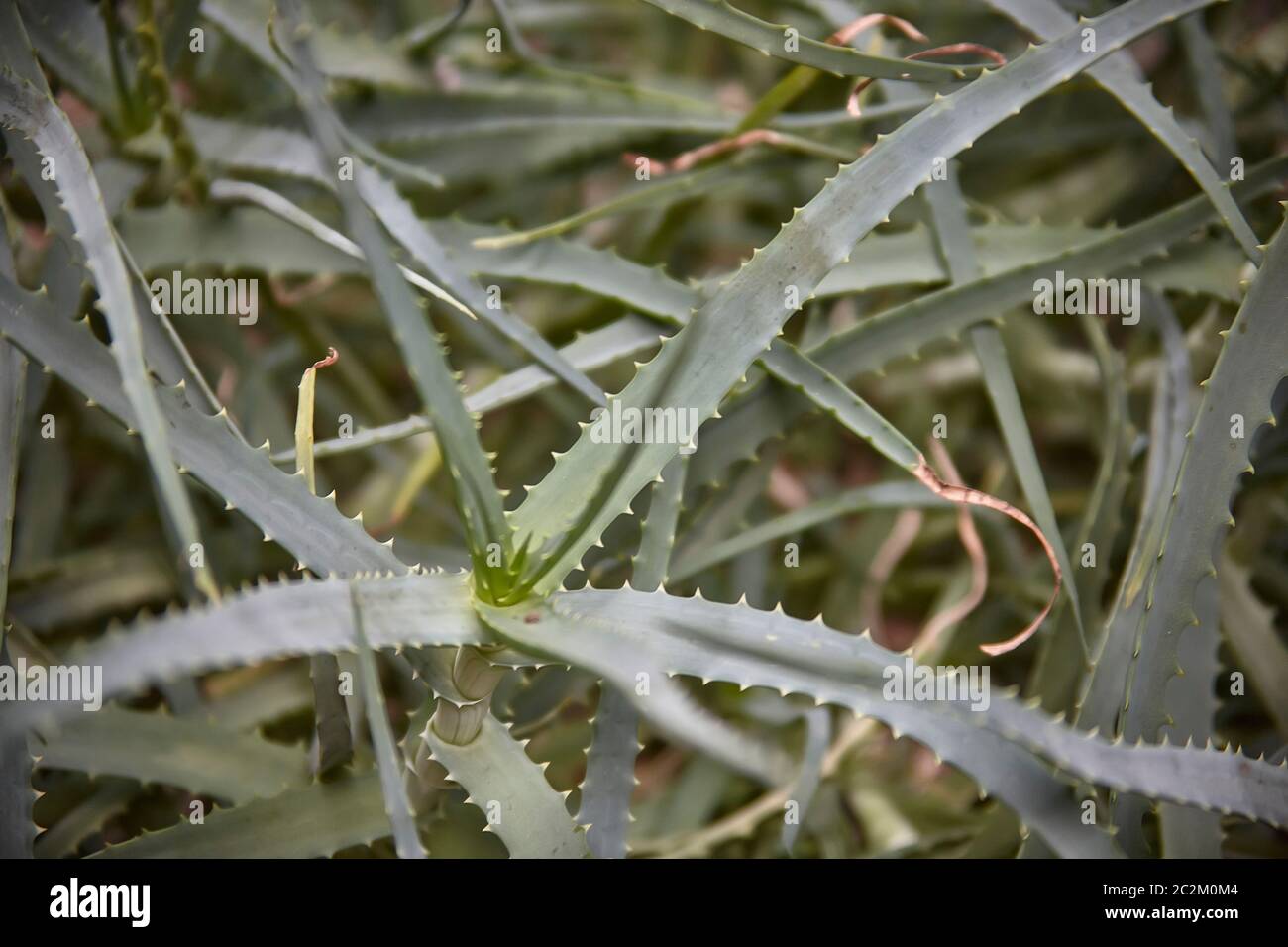 Detail of some parts of the aloe plant: exotic plant used for the care and well-being of man. Stock Photo
