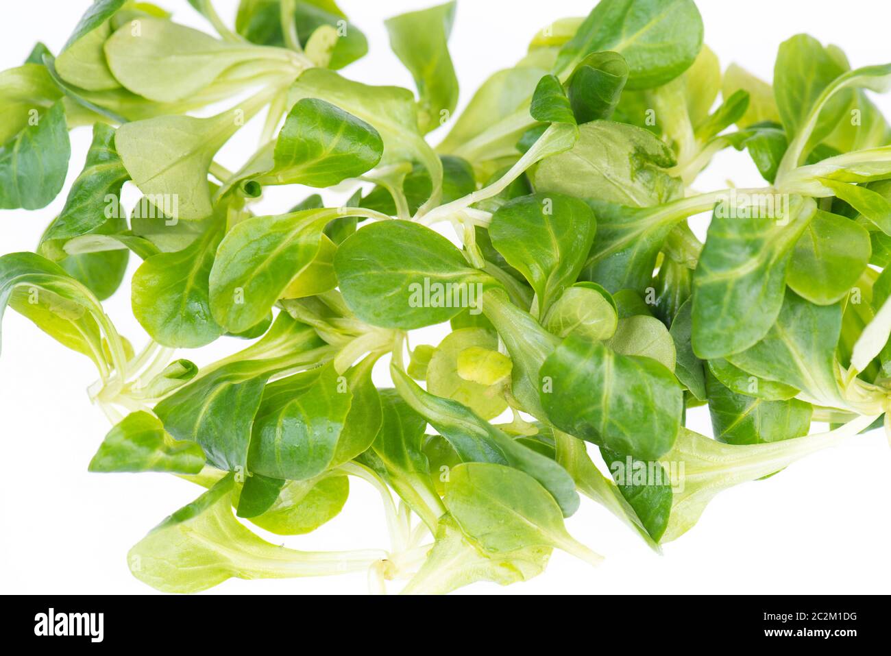 Lambs lettuce isolated on a white background Stock Photo