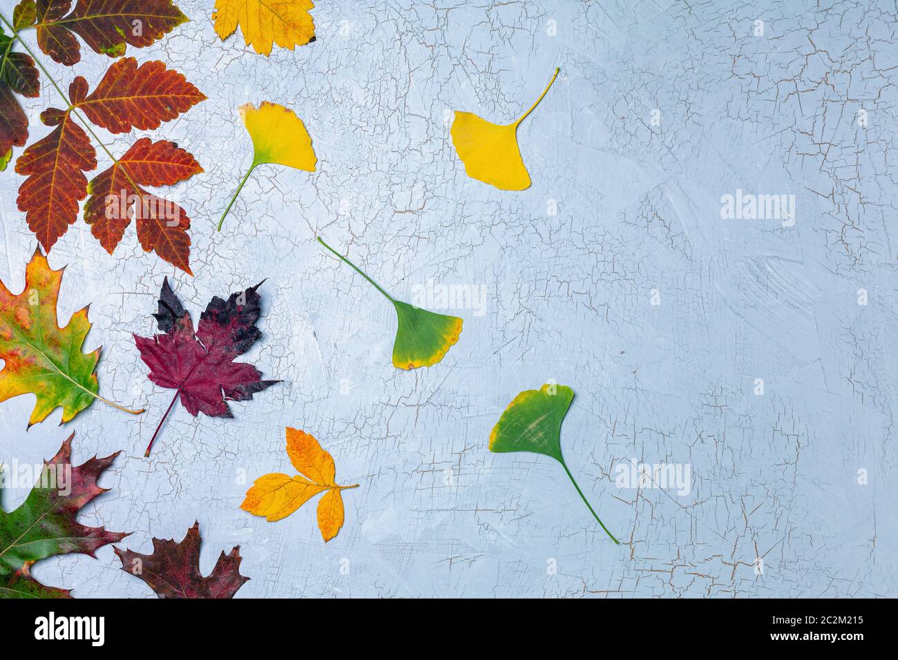 Beautiful autumn leaves on a gray background. Stock Photo