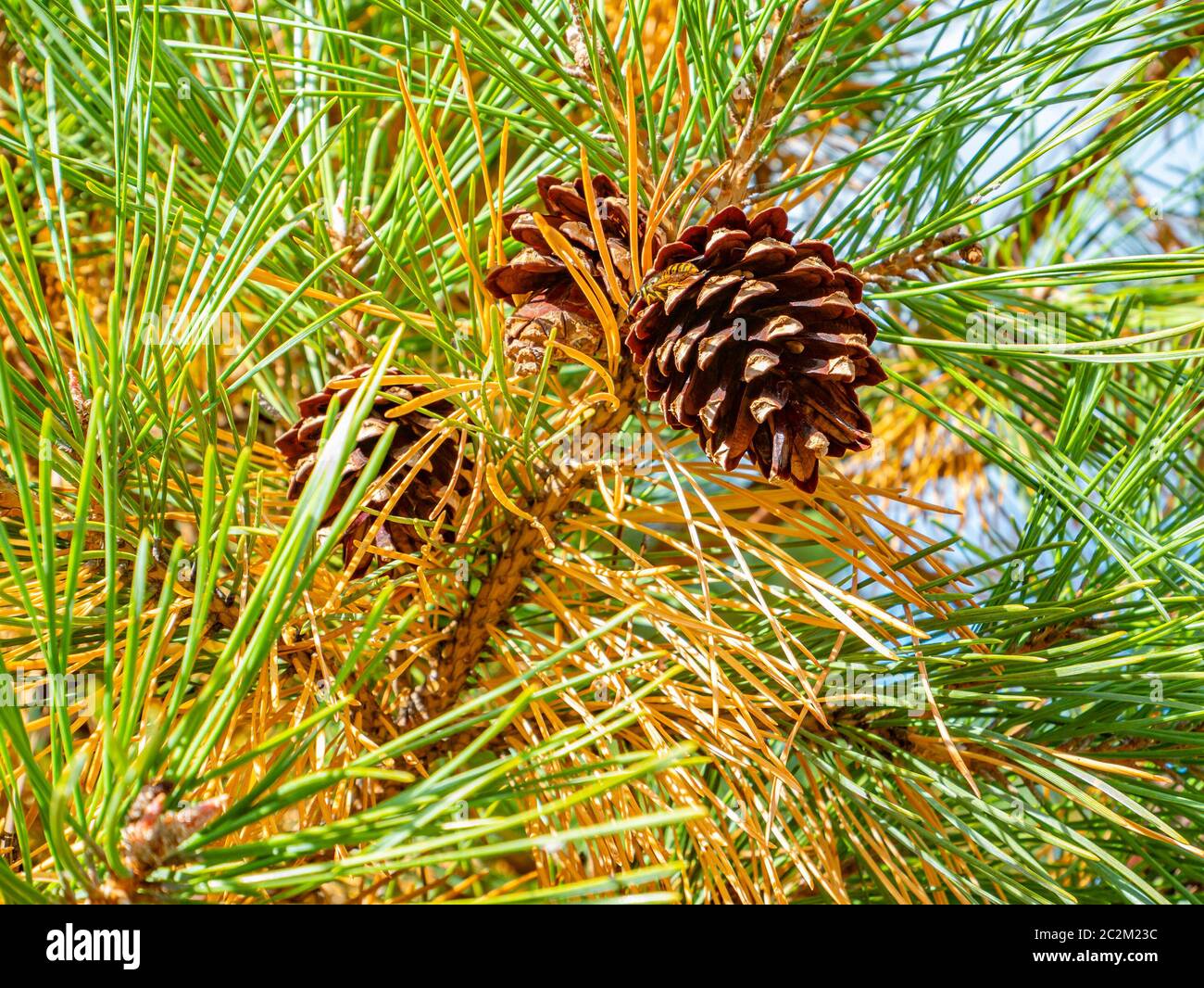 Forest pine tree hi-res stock photography and images - Alamy