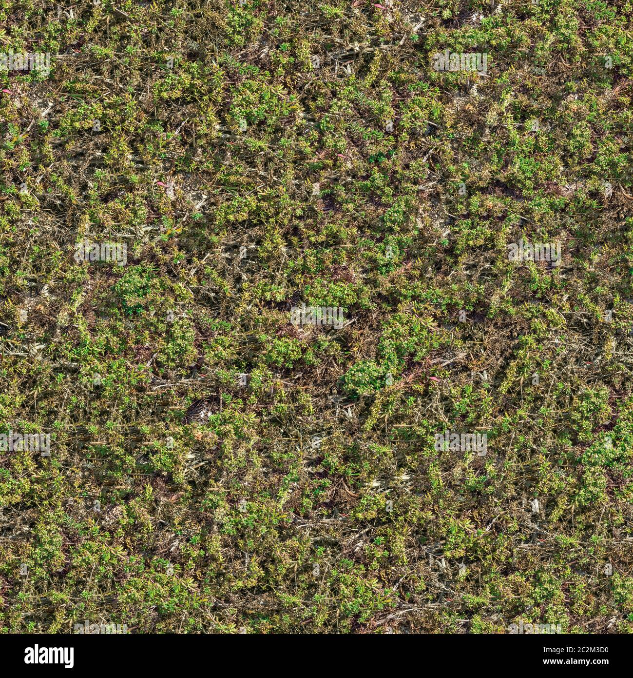 Seamless Texture of  Steppe with Green Grass and Dry Stems Stock Photo