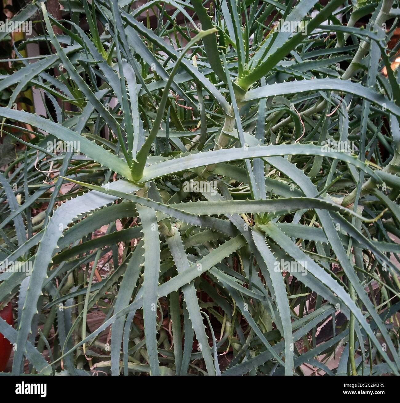 Detail of some parts of the aloe plant: exotic plant used for the care and well-being of man. Stock Photo