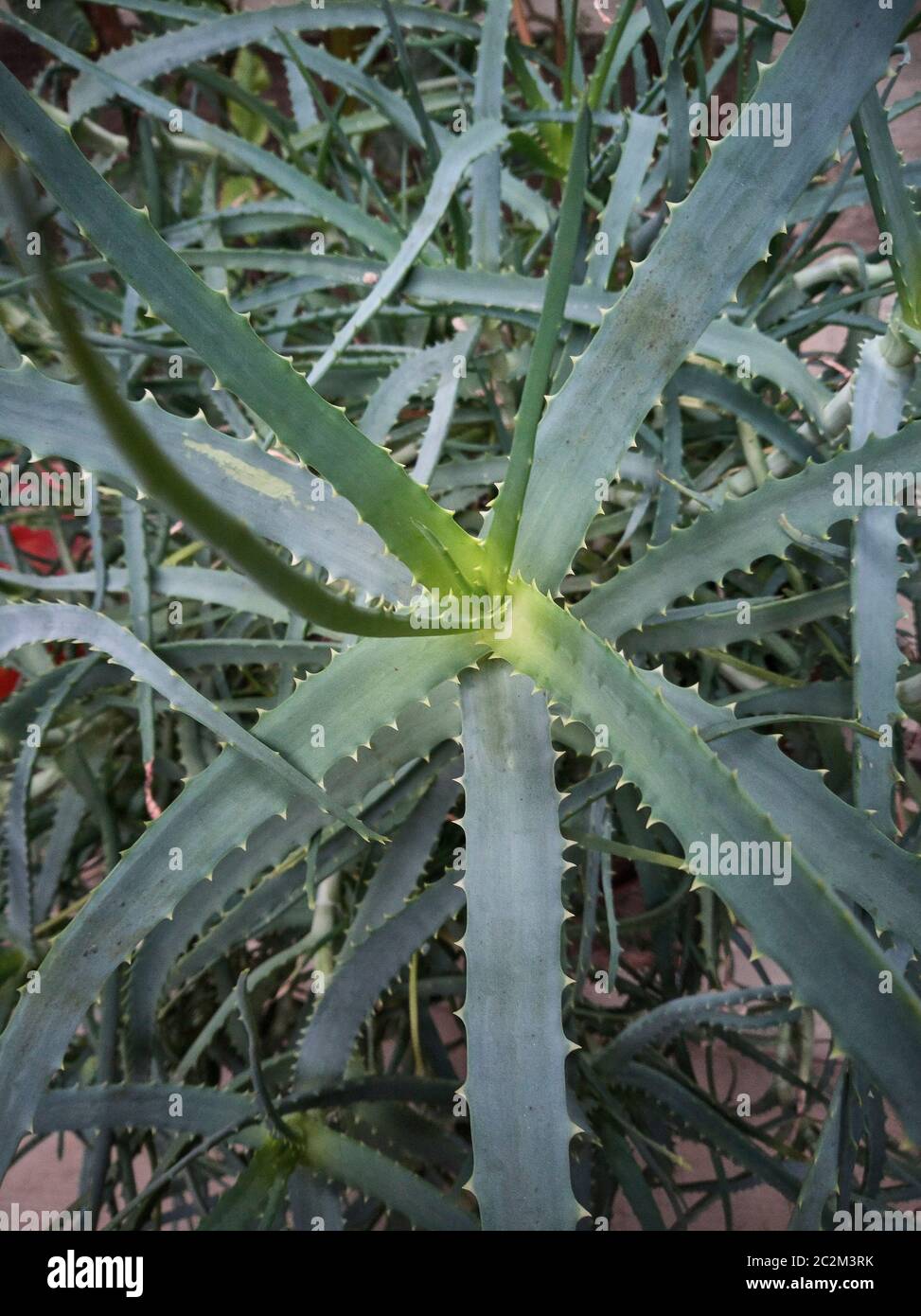Detail of some parts of the aloe plant: exotic plant used for the care and well-being of man. Stock Photo