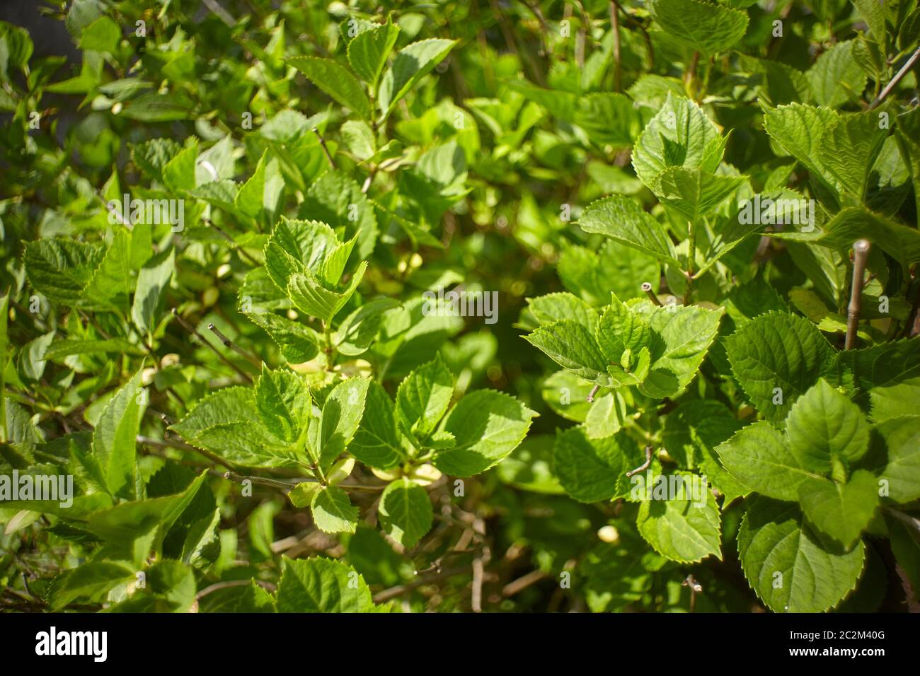 New leaves that are born in spring over a shrub used as an ornamental plant in a garden. Stock Photo