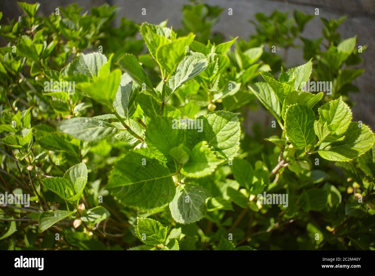 New leaves that are born in spring over a shrub used as an ornamental plant in a garden. The light green leaves start to grow and develop. Stock Photo