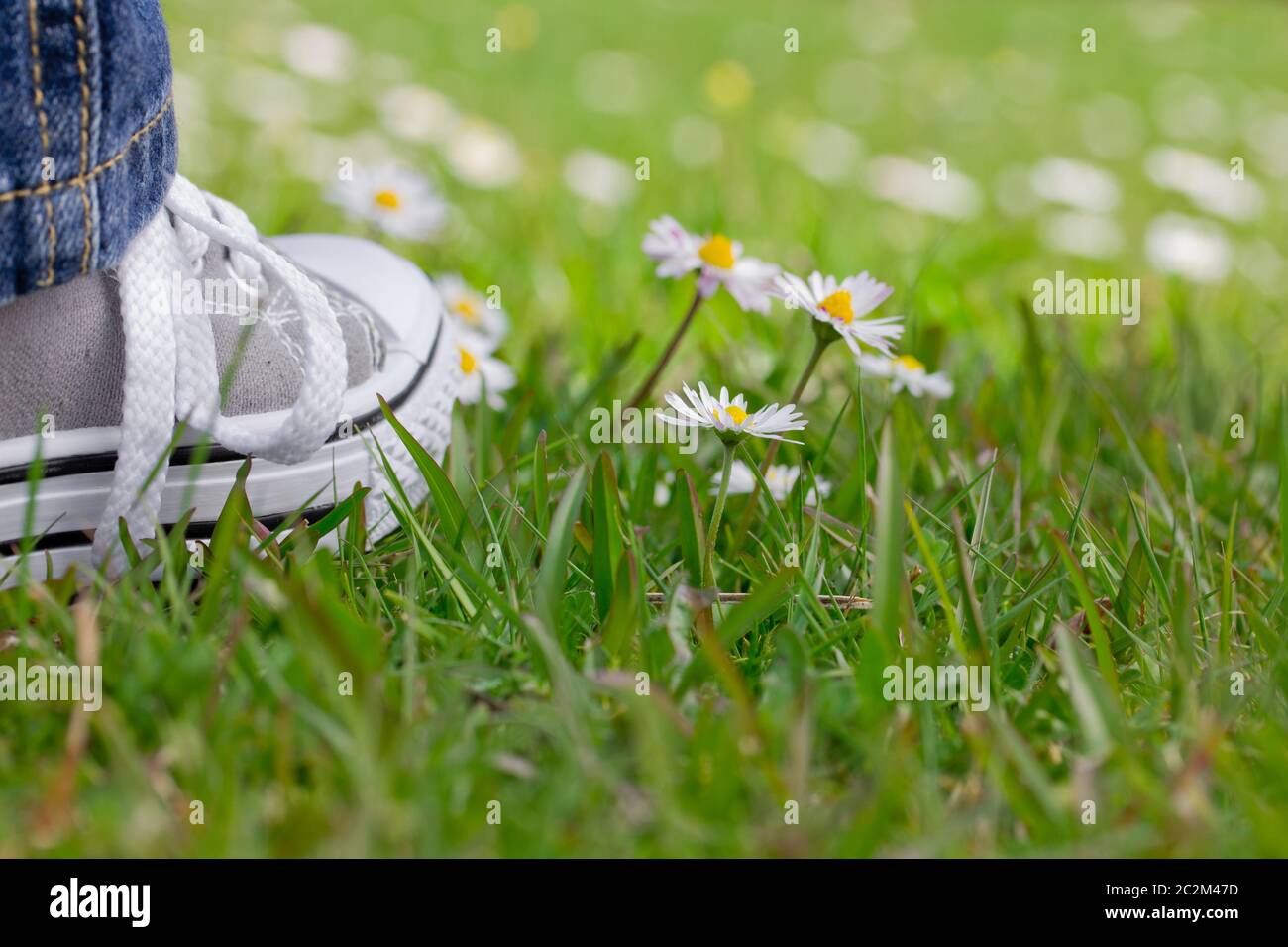 Child boy or girl feet in jeans and sneakers standing on green grass of lawn with daisies spring concept Stock Photo