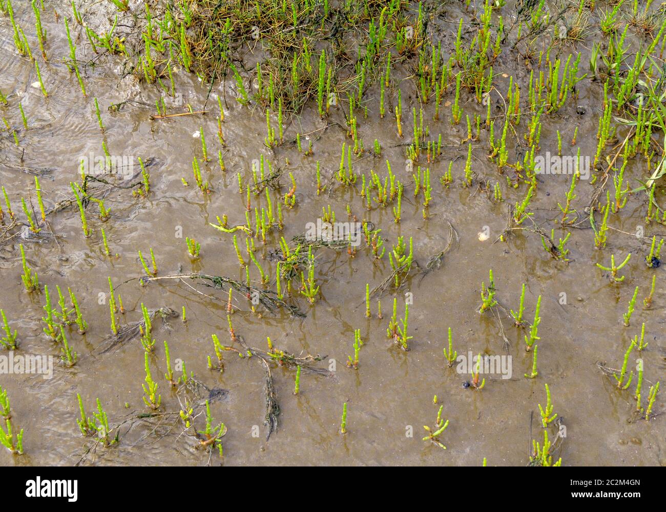 coastal glasswort vegetation closeup seen in Northern Germany Stock Photo