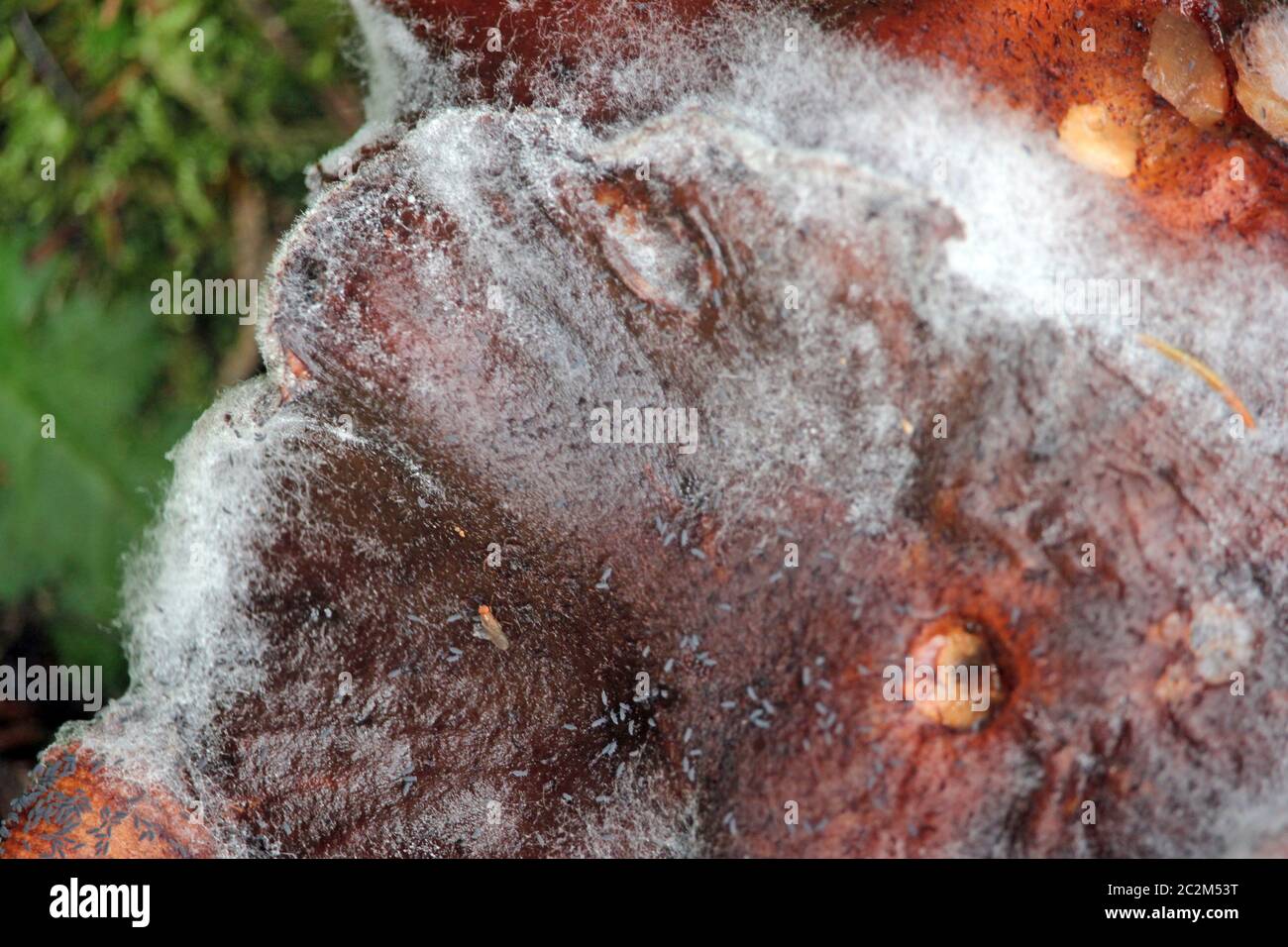 fungus with mold Stock Photo